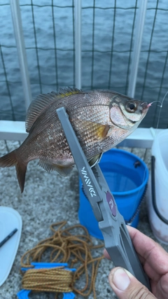 マタナゴの釣果