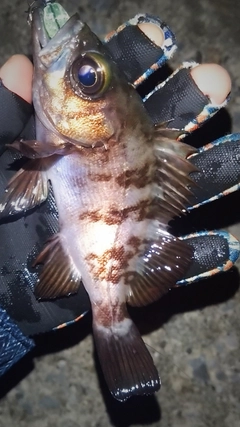 シロメバルの釣果