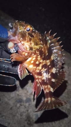 カサゴの釣果