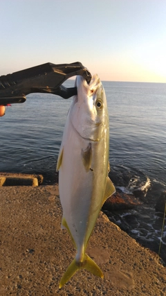 ツバスの釣果