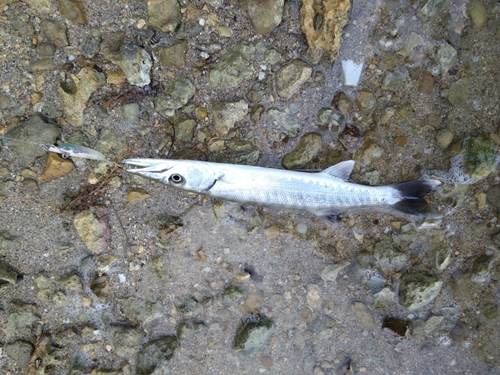 オニカマスの釣果