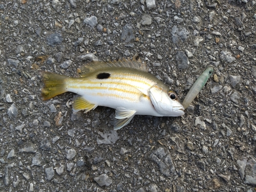 オニカマスの釣果