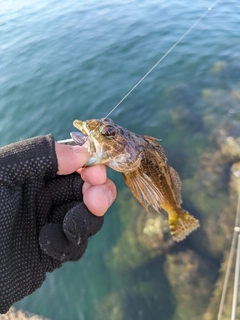 アナハゼの釣果