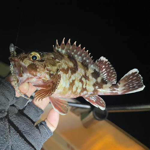 カサゴの釣果