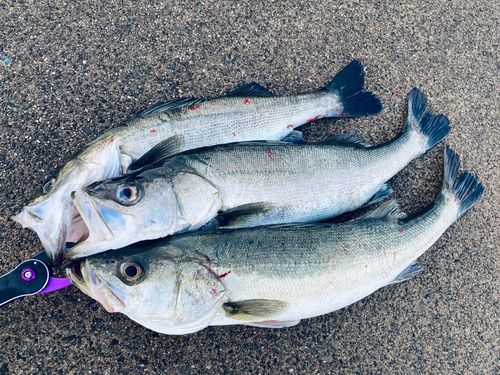 シーバスの釣果