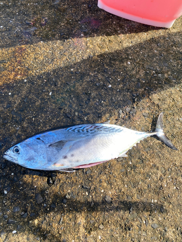 スマカツオの釣果