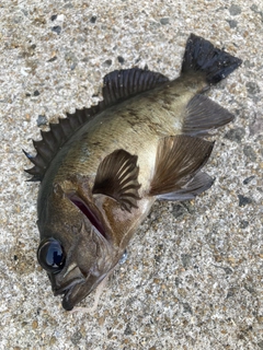 クロメバルの釣果