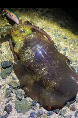 アオリイカの釣果