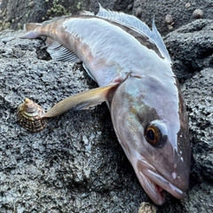 ホッケの釣果