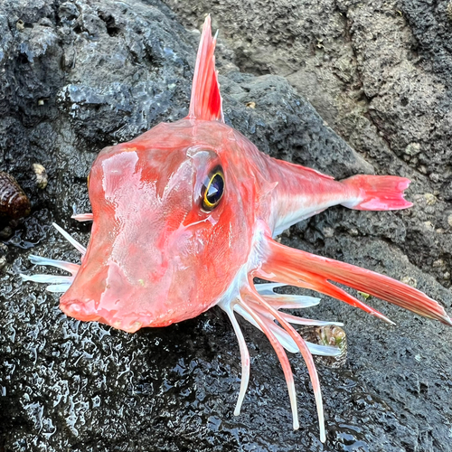 カナガシラの釣果