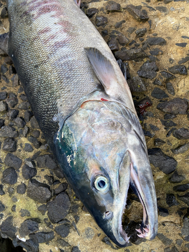 アキアジの釣果