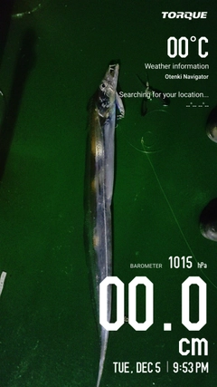 タチウオの釣果