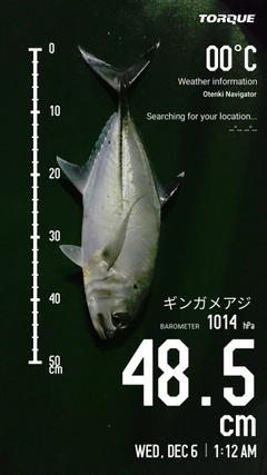 ギンガメアジの釣果