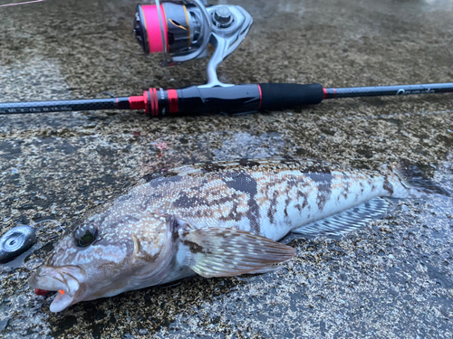 アイナメの釣果