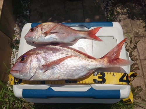 マダイの釣果