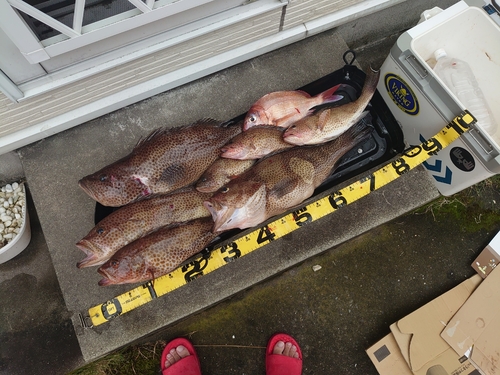 オオモンハタの釣果