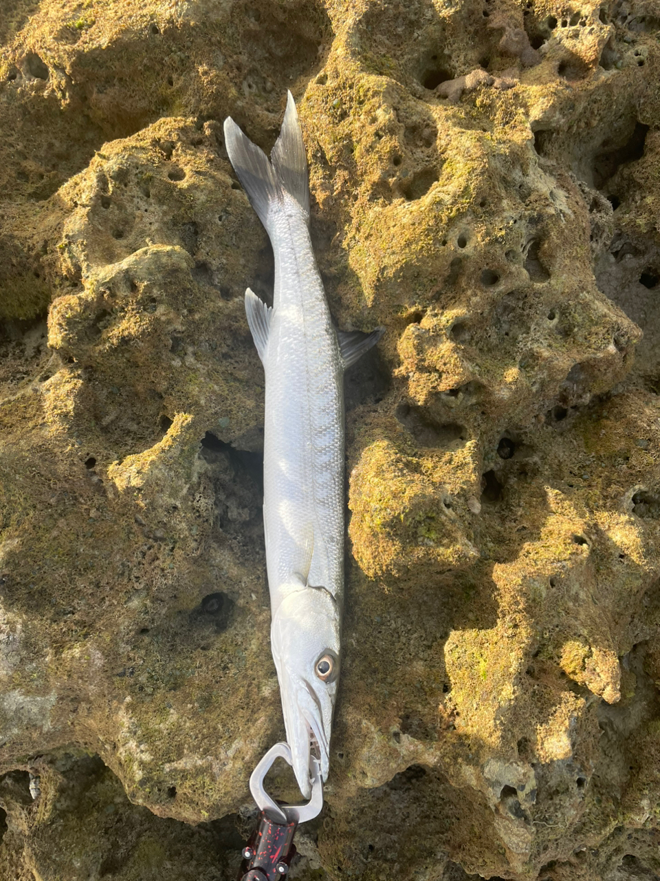 オニカマス