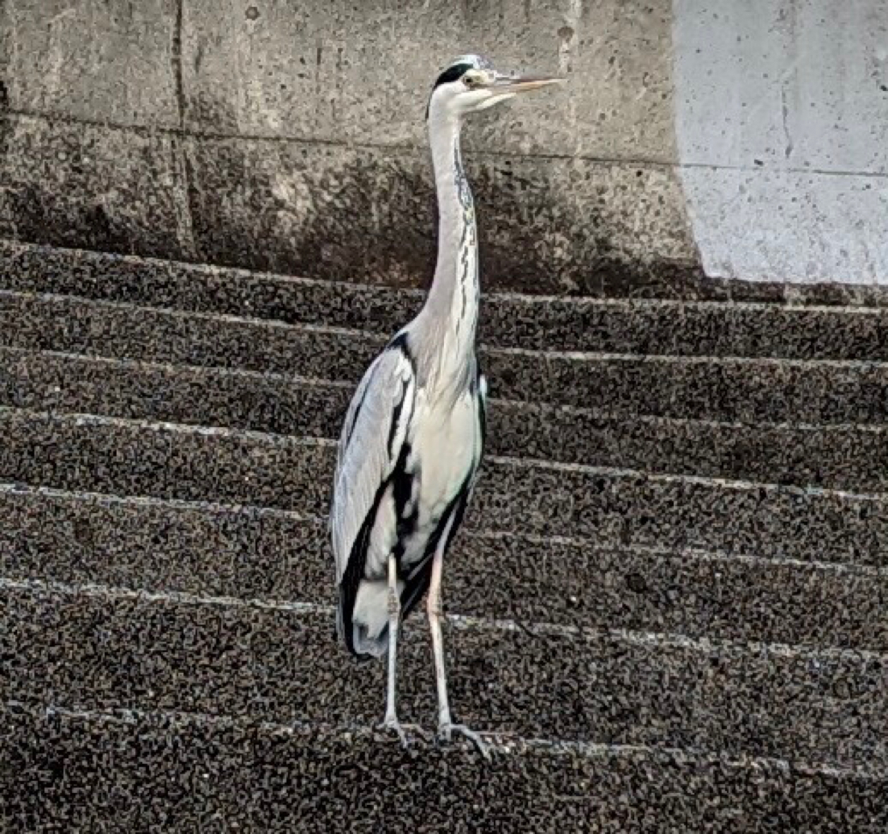 アカカマス