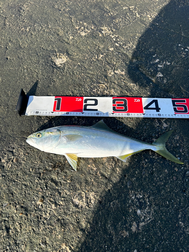 ツバスの釣果