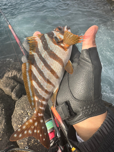 タカノハダイの釣果