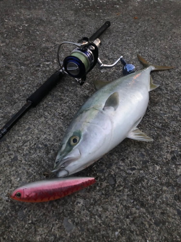 イナダの釣果