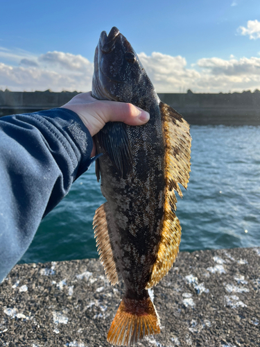 アブラコの釣果