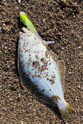 ソゲの釣果