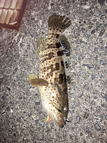 チャイロマルハタの釣果