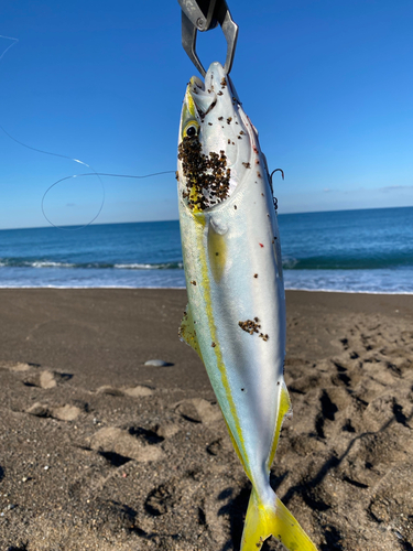 イナダの釣果