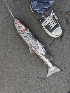 アメマスの釣果