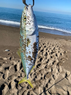 イナダの釣果