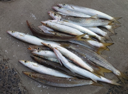 アカカマスの釣果