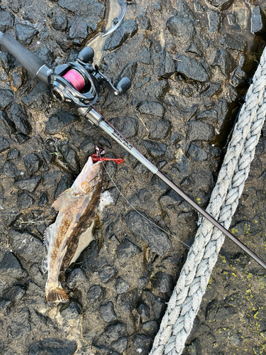 アイナメの釣果