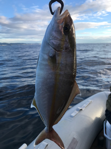 ショゴの釣果