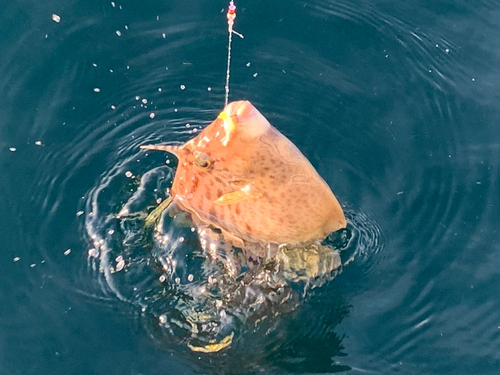 カワハギの釣果