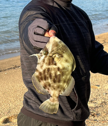 カワハギの釣果