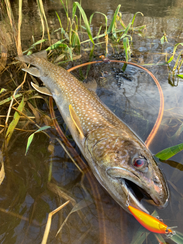 アメマスの釣果