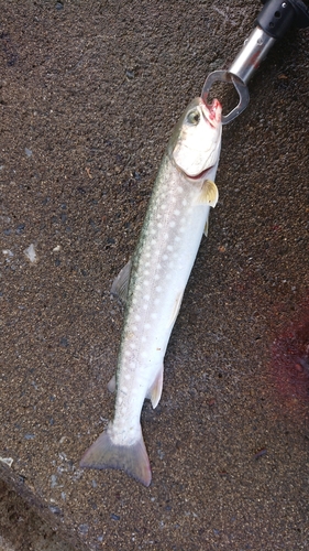 アメマスの釣果