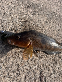 アイナメの釣果