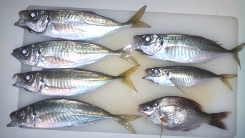 アジの釣果