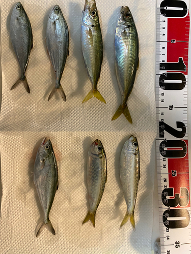 アジの釣果