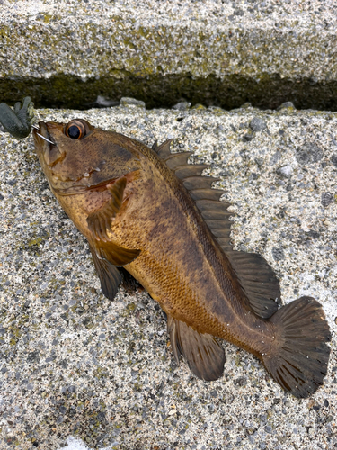 シマゾイの釣果