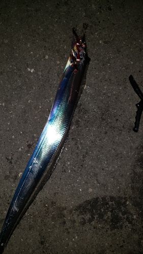 タチウオの釣果