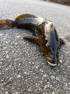 アイナメの釣果