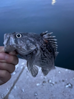 クロソイの釣果