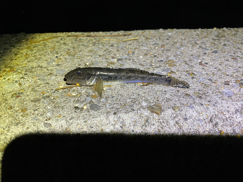 マハゼの釣果