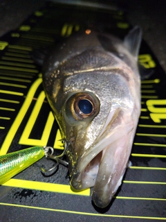 セイゴ（ヒラスズキ）の釣果