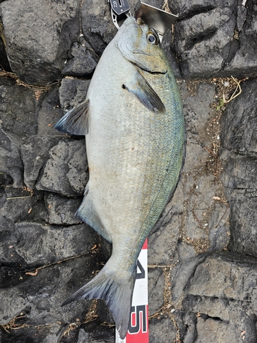 イスズミの釣果