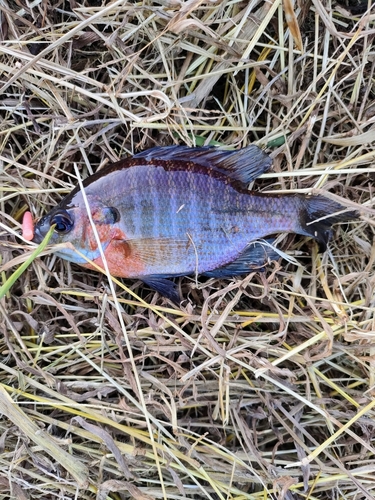 ブルーギルの釣果