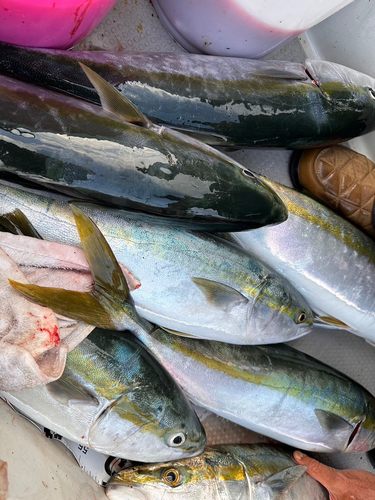 ヤズの釣果